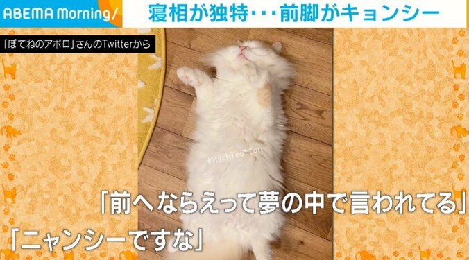 へそ天＆前脚ピーン！で眠るネコ「宇宙と交信中」のような“無の寝顔”に飼い主も爆笑 1枚目