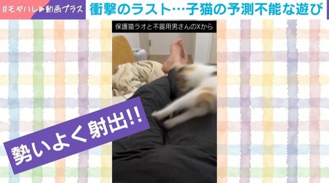子猫の予測不能な遊び