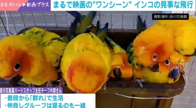 インコの群れ