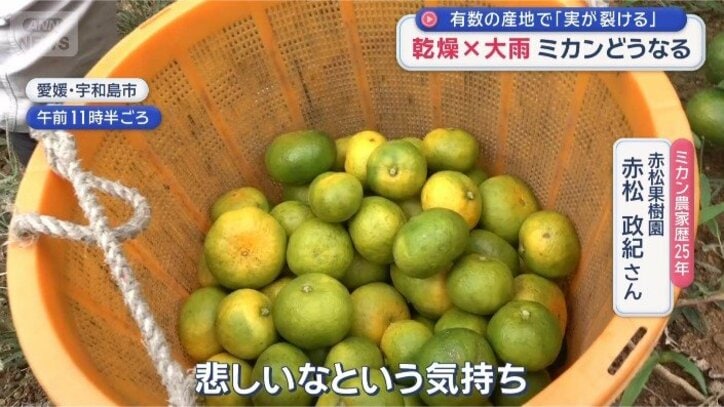 ミカン