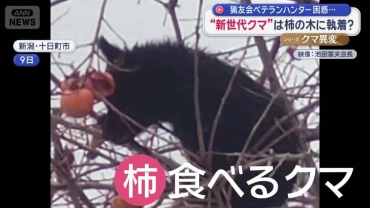 柿を食べるクマ