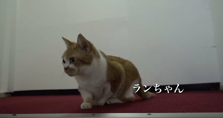 「お待ちしておりましたニャ」旅人を癒す伊豆のモフモフ猫たち