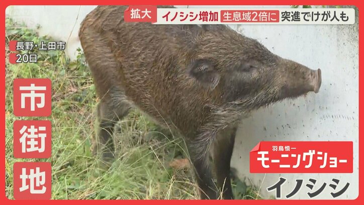 各地でイノシシ増加 突進でけが人も 「コメ売れない」農家悲鳴 豪雨影響でエサ不足か