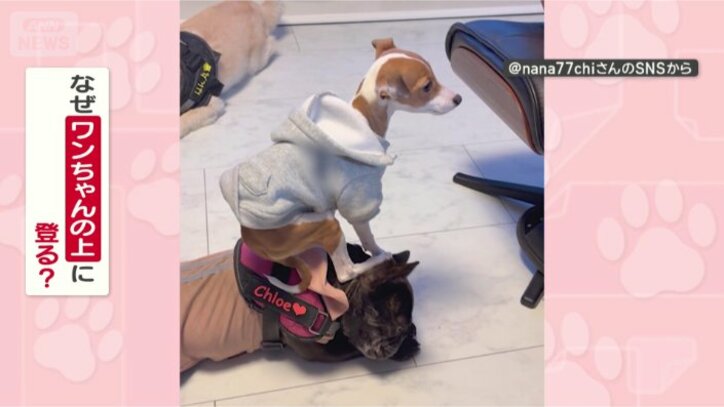 なぜ、のぼりたい？