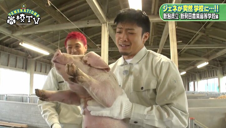 白濱亜嵐、牛に“メンディー”と名付け餌やり　「メンディーお食べ」