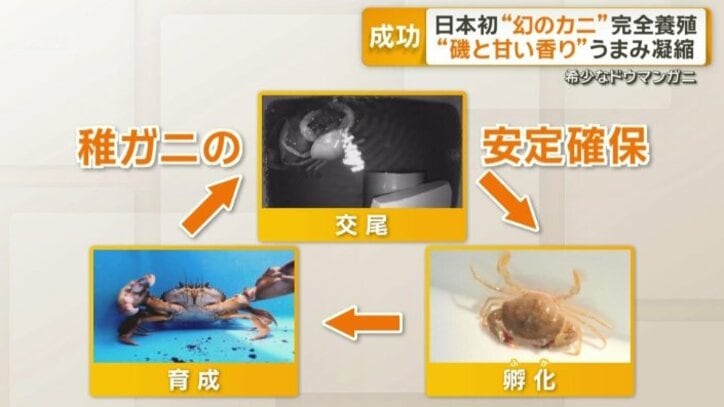 稚ガニの安定確保