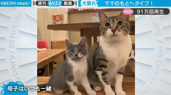 写真 母猫の顔面に高速回転の 猫キック 愛の勢いがすごいｗ とネットで話題 芸能 Abema Times