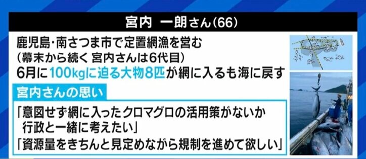 せっかく獲れたクロマグロを海に戻さなければならない現実…専門家「漁獲量の安定のため、今はまだ我慢しなければならない」