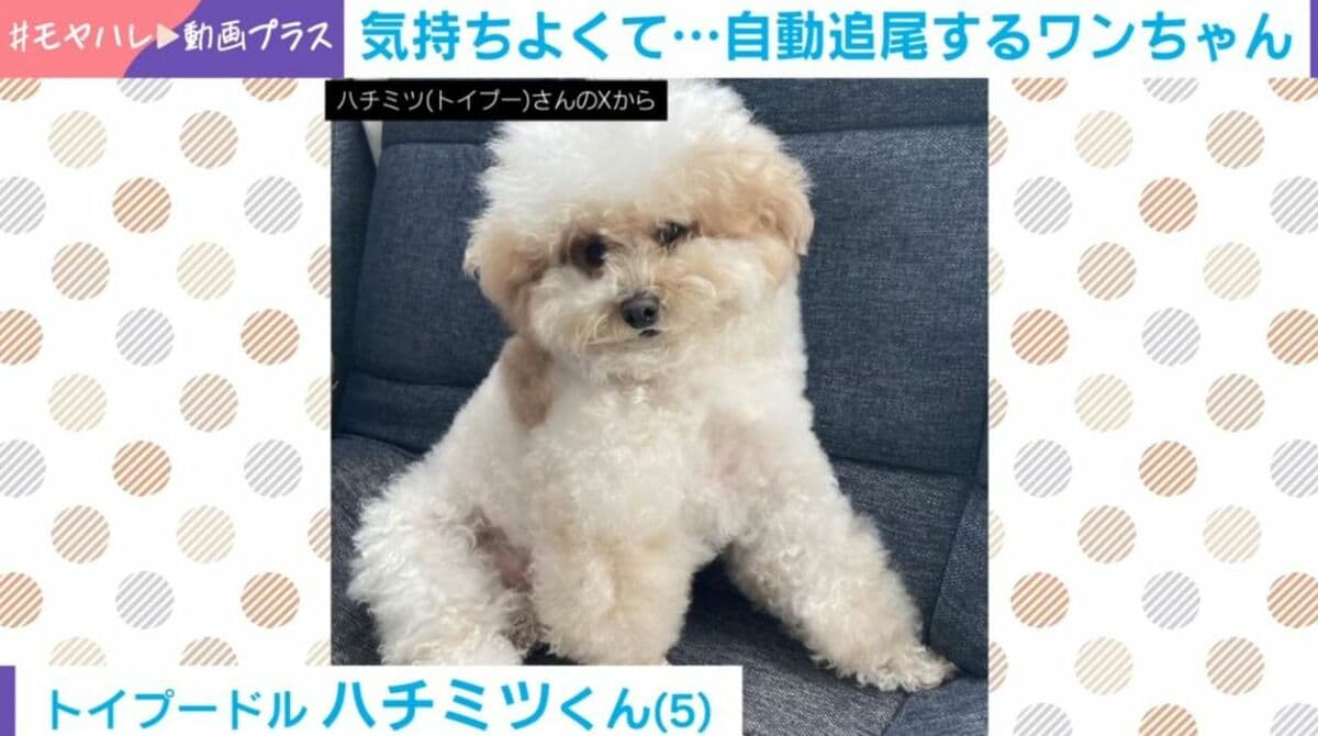 トイプードルをブラッシング→“自動追尾”する姿に「目で追うワンコ