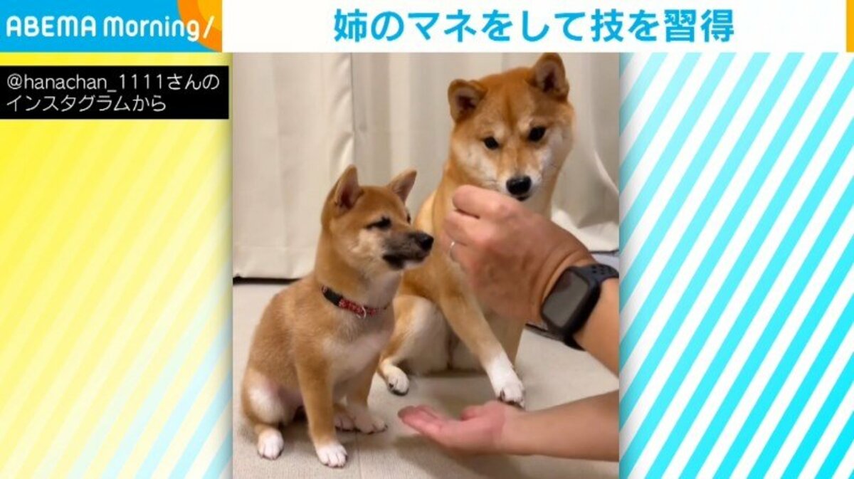 妹に おかわり のお手本を見せる姉柴犬 こうだよ とお世話するような姿に 可愛すぎ ほっこりする の声 話題 Abema Times