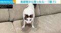 美容院から帰ってきた飼い主を見た猫が“豹変” 普段のお出迎えとのギャップが話題
