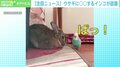 ウサギに「イナイイナイ…バァ!」 陽気なインコが話題