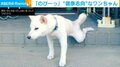 柴犬が朝の日課で「のびーっ」 運動前のストレッチと思いきや「もういいわ」な気まぐれ屋さん？