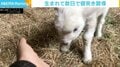 「おそろしい子…」 羊の赤ちゃんが生後3日で“頭突き”を習得 飼育員「かなり早い」