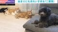 犬がふと振り向くと…猫3匹の“視線”！→きれいな二度見からの三度見に「人間みたいw」「綺麗な二度見」の声