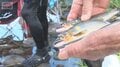 福岡・博多で40.4℃　鮎王国にも黄信号