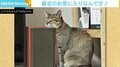 重低音が心地いい？ スピーカーにあご乗せ、座ったまま眠る猫に反響