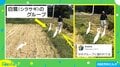 “サギグループ”に狙われた!? 写真にほっこり「集団サギ」「美味しい話に気をつけて」
