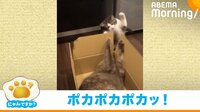 【映像】“かわいすぎるパンチ”を繰り出す猫