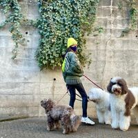 「どんなに寒くてもこの子達は元気」工藤静香、愛犬とのお散歩コーデを披露