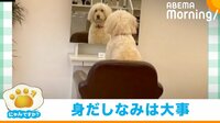 【映像】カット台で順番待ちする看板犬