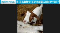 ビデオ会議に突然ヤギが!?