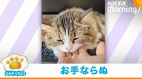 【映像】いつも飼い主の手を枕にする猫がお手を特訓! 可愛すぎる“まさかの結末”が話題