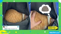 【映像】病院で石になるネコ カバン奥で微動だにしなくなる姿に獣医もニッコリ