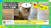 【映像】上見て、上！ 奇跡が起きても動じない猫