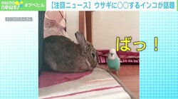 ウサギに「イナイイナイ…バァ！」 陽気なインコが話題