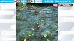 「マジで浮いてる！」透明度が高い幻想的な『モネの池』で泳ぐ錦鯉に「美しすぎて溜め息出る…」「こんな綺麗な池があるの！」と感動の声