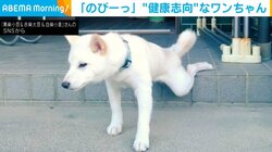 柴犬が朝の日課で「のびーっ」 運動前のストレッチと思いきや「もういいわ」な気まぐれ屋さん？