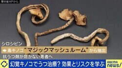 「いい幻覚で自分の考え方を変えるような何かがあるかも」豪政府が"幻覚キノコ"をうつ病患者に処方承認 リスクと効果を考える