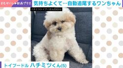 トイプードルをブラッシング→“自動追尾”する姿に「目で追うワンコ！」「可愛いなぁ」の声