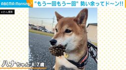 笑顔の柴犬が飼い主に一直線 「もう一回！」ボール遊びの“おかわり”に衝撃の結末