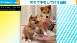 妹に“おかわり”のお手本を見せる姉柴犬 「こうだよ！」とお世話するような姿に「可愛すぎ」「ほっこりする」の声 