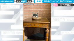 皿の中から豆柴がひょっこり！ 天才・マジシャン犬、現る？イリュージョンを披露する柴犬のあまりのかわいらしさに反響