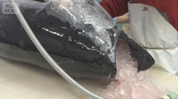 勝浦の漁業ピンチ ホルムズ海峡封鎖で原油高騰…経営圧迫 燃料費かさみ前線基地は不安