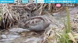 「ノリノリｗ」独特のリズムで上下運動するアオシギに「シギ特有のステップは癖になるw」「そんなリズムでご飯食べるの笑」と反響