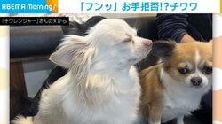 お手を拒否するチワワ！ 「フンッ」と顔を背ける“塩対応”な姿が「可愛いですね」「そんな時もあるね」と反響