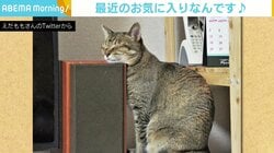 重低音が心地いい？ スピーカーにあご乗せ、座ったまま眠る猫に反響