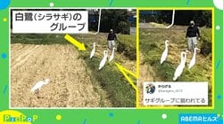 “サギグループ”に狙われた!? 写真にほっこり「集団サギ」「美味しい話に気をつけて」