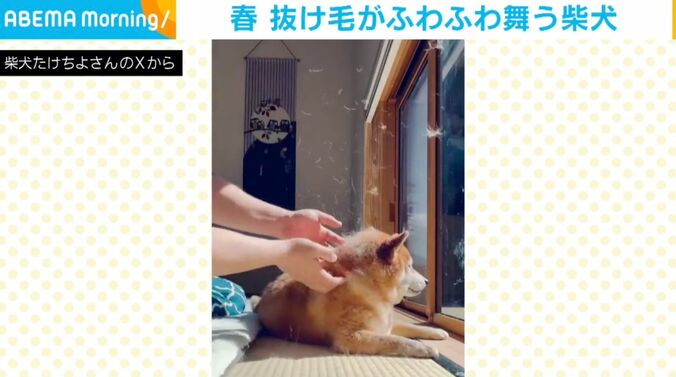 柴犬のたけちよくん