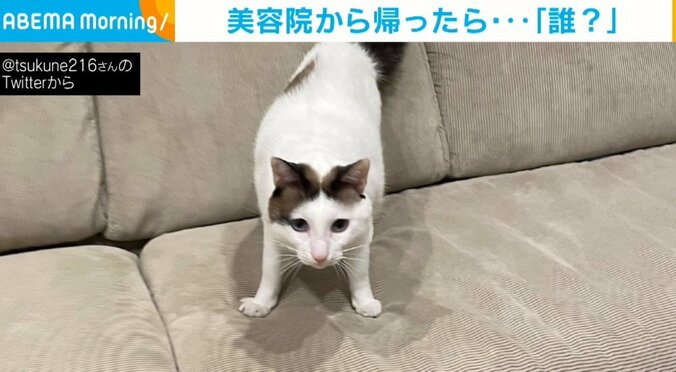 美容院から帰ってきた飼い主を見た猫が“豹変” 普段のお出迎えとのギャップが話題 1枚目