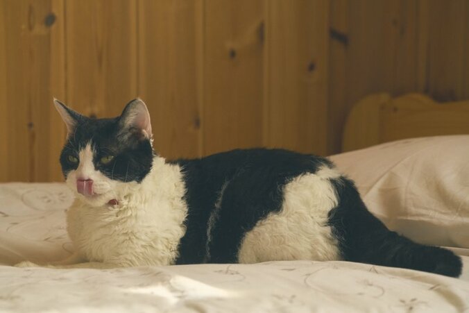 猫欲を満たす、癒しの猫映画3作を紹介！ 福士蒼汰主演『旅猫リポート』新場面写真も到着 2枚目