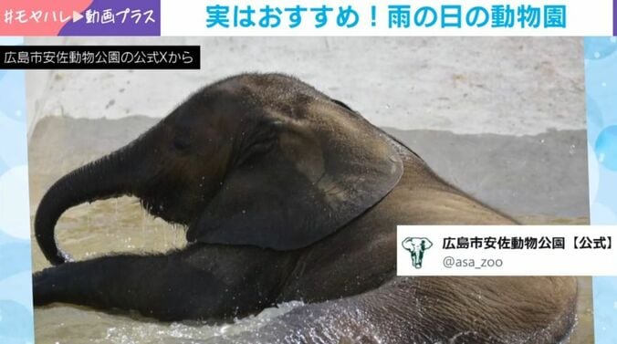 アオくん