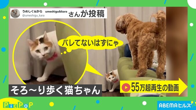 バレてないニャ？忍び足で歩く猫にツッコミの声「気付かれてるよ！」「スローモーションかと」 1枚目