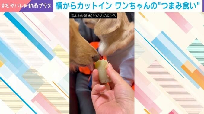 ダックスフント