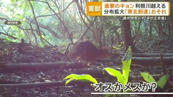 オスかメスかの判断が重要