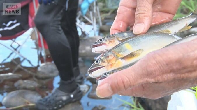福岡・博多で40.4℃　鮎王国にも黄信号 1枚目